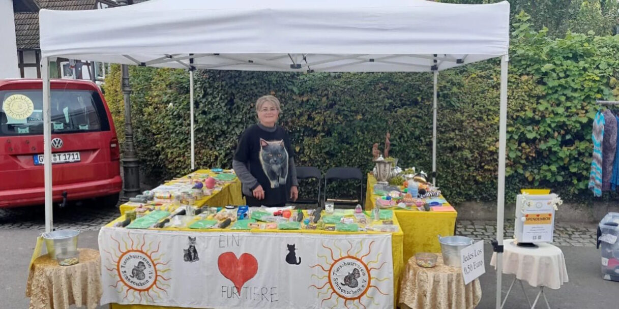 Katzenvermittlung, Tierschutzverein Sonnenschein in Wörth am Rhein