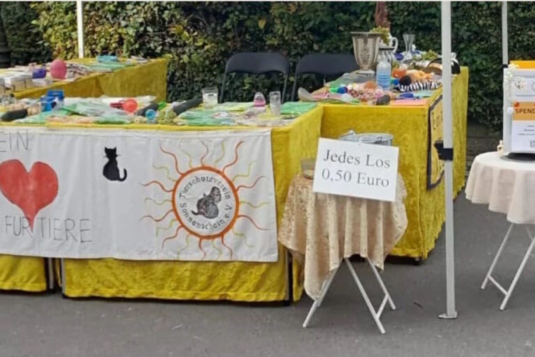 Katzenvermittlung, Tierschutzverein Sonnenschein in Wörth am Rhein