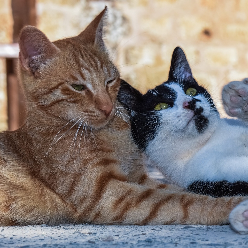 Katzenvermittlung, Tierschutzverein Sonnenschein in Wörth am Rhein
